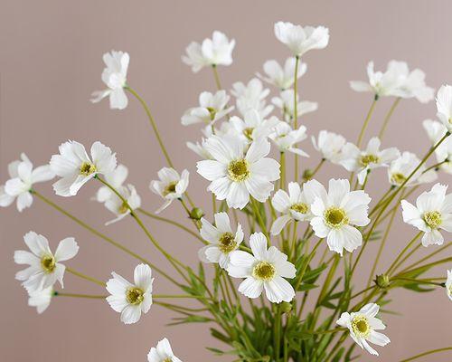 如何在卧室里摆放雏菊？（让雏菊为你带来美丽与健康）