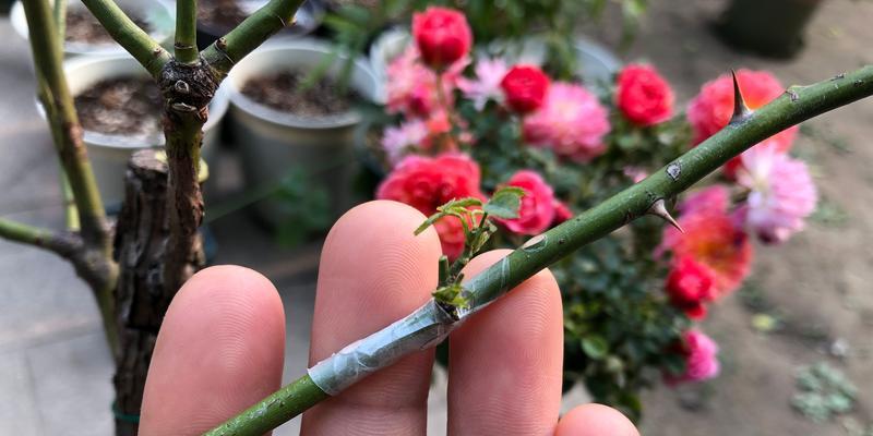 嫁接月季花的最佳树种（选择合适的植物，让你的月季更美丽）