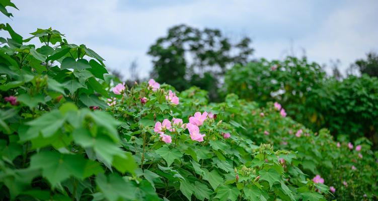 芙蓉花的开花时间（芙蓉花开放的季节和生长习性）