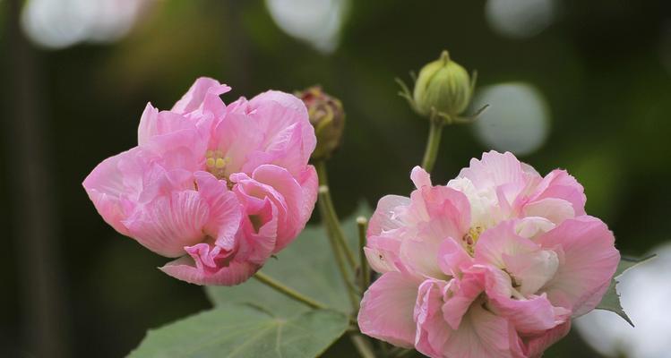 芙蓉花的开花时间（芙蓉花开放的季节和生长习性）