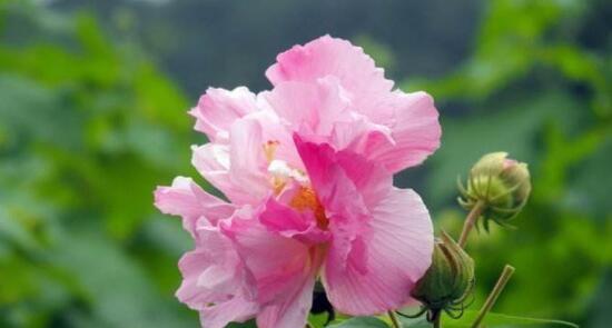 芙蓉花的开花时间（芙蓉花开放的季节和生长习性）