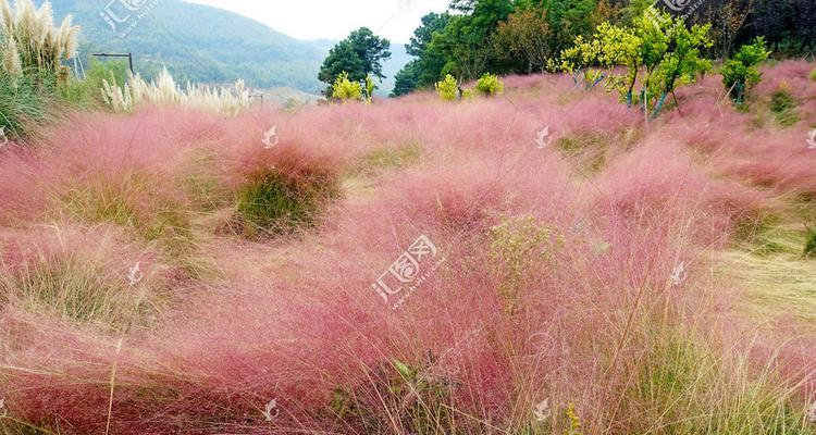 乱子草——一种常见的野生植物（了解乱子草的习性及应用价值）