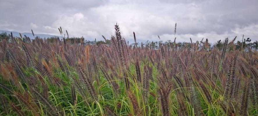 乱子草——一种常见的野生植物（了解乱子草的习性及应用价值）