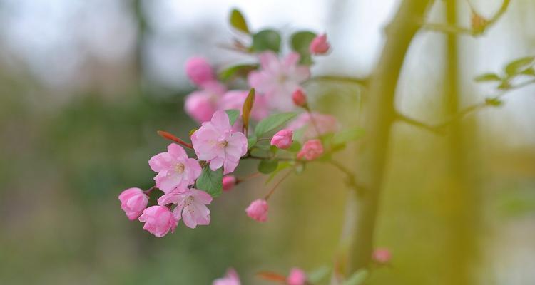 探秘中国春天盛开的花（从梅花到牡丹，缤纷花海无限）