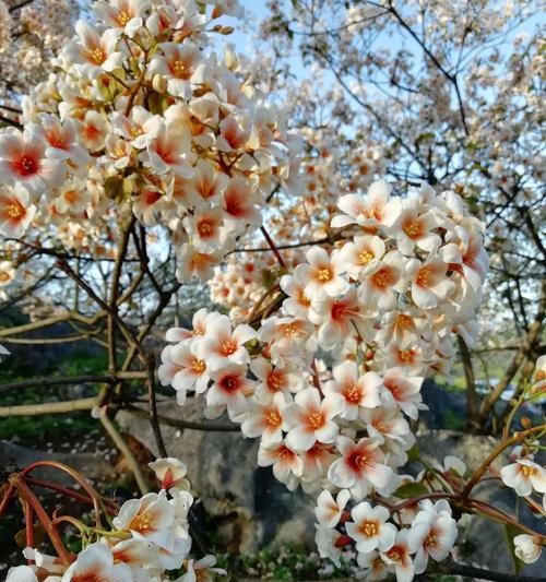 探秘中国春天盛开的花（从梅花到牡丹，缤纷花海无限）