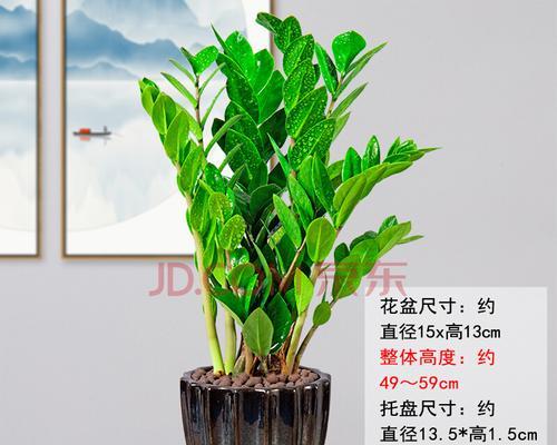 如何培养旺盛的摇钱树（摇钱树养护技巧，让你的家中摇钱树更茂盛）