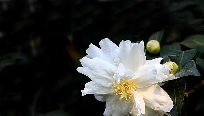 白茶花的花语（探寻白茶花代表的含义和象征）