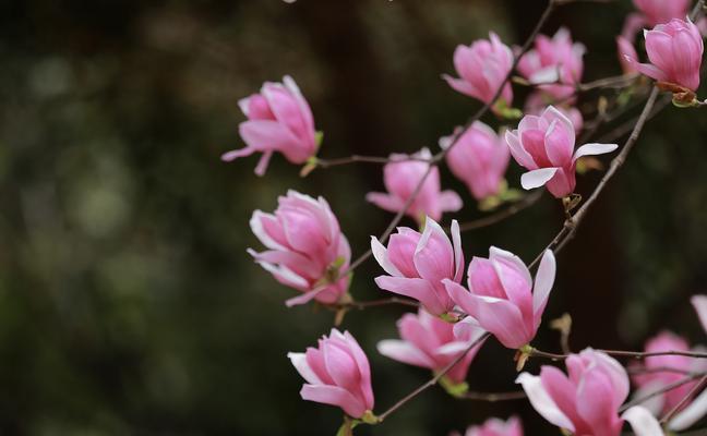 解读白玉兰花语（探寻白玉兰的美丽寓意）