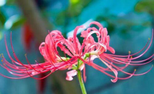 白色彼岸花的花语（解读白色彼岸花所代表的神秘寓意）