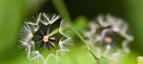 蒲公英的花语和寓意（探究蒲公英的象征意义和文化内涵）