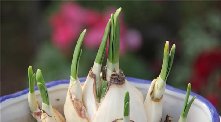 黄水仙花语的含义（探寻黄水仙的花语）