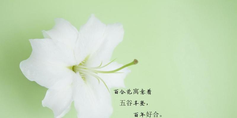 百合花的花语（传递爱与祝福，百合花的花语解析）