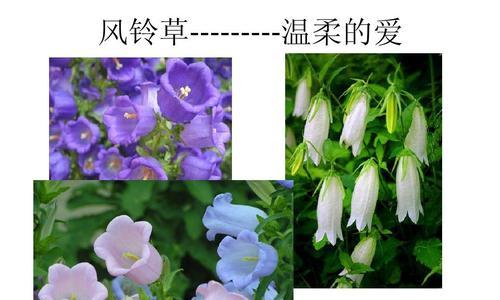 坚强如花——花语大全（探寻花朵的力量与魅力）