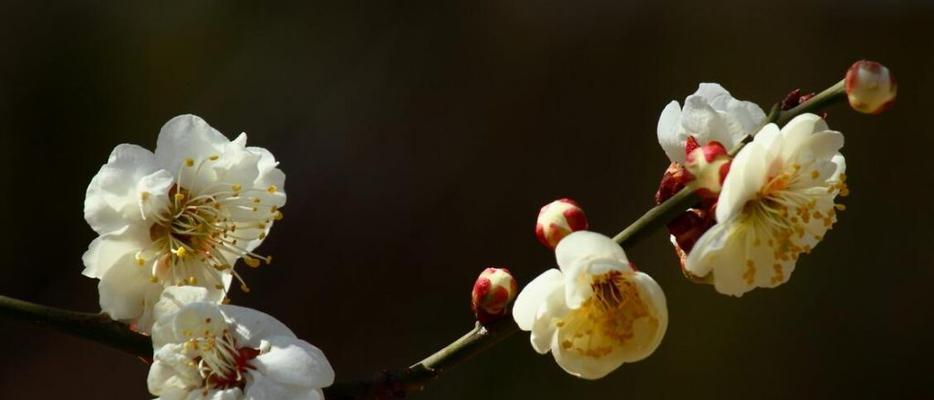 梅花花语——神韵不凋割爱情（探究梅花花语，了解它的意义和涵义）