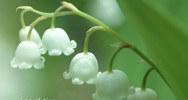 风铃草花语与寓意（探究花语背后的深层含义）