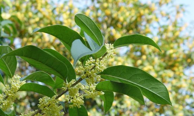 丰盛香韵，细品桂花（桂花的花语意义及其文化底蕴）