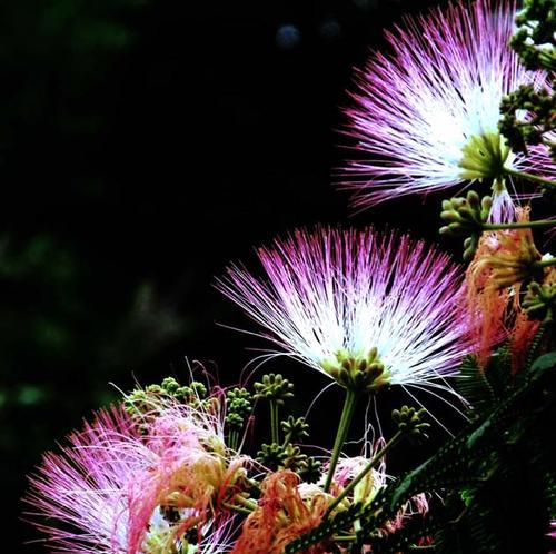 芙蓉树花语——爱情与希望（传承千年的文化艺术）