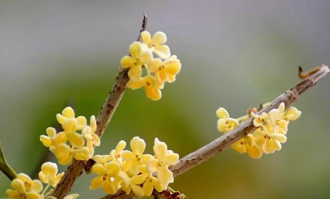 花香四溢，万物沉醉——探秘桂花的花语（桂花香，传承久；芳香满溢，情意浓。）