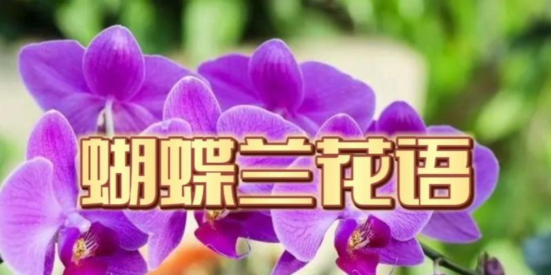 蝴蝶兰传说与花语（美丽与神秘的蝴蝶兰，你知道她的花语吗？）