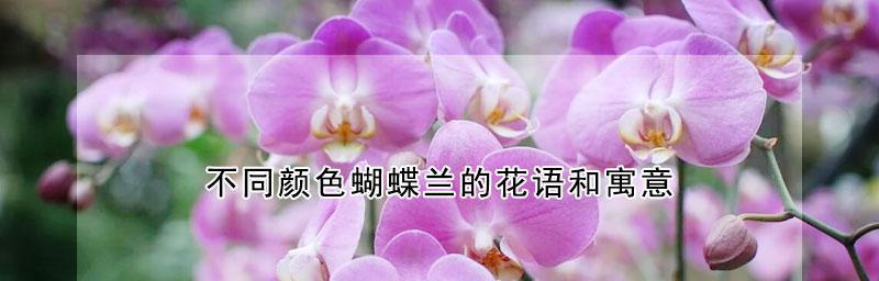 蝴蝶兰传说与花语（美丽与神秘的蝴蝶兰，你知道她的花语吗？）