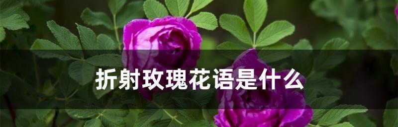 常见玫瑰花品种花语解读（了解玫瑰花品种，读懂花语）