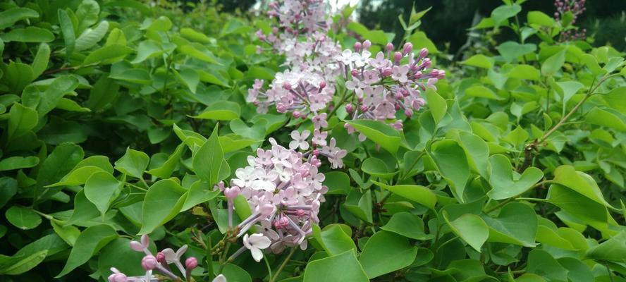 丁香花的意义与传说（探秘丁香花的美丽与神秘）