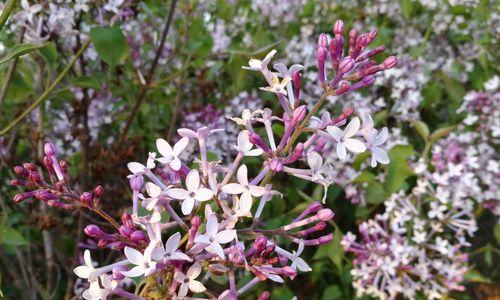 丁香花的意义与传说（探秘丁香花的美丽与神秘）