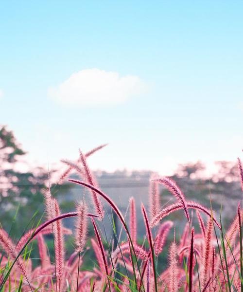 花语万千的狗尾巴草（探寻狗尾巴草的花语与含义）