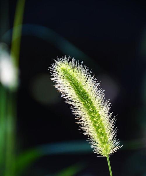 花语万千的狗尾巴草（探寻狗尾巴草的花语与含义）