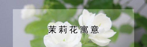 探寻茉莉花背后的文化内涵（探寻茉莉花背后的文化内涵）