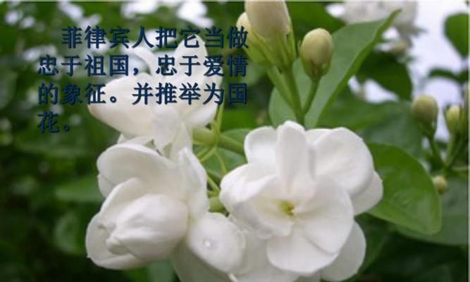 探寻茉莉花背后的文化内涵（探寻茉莉花背后的文化内涵）