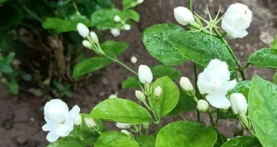 茉莉花的花语和寓意（适合送给哪些人？）