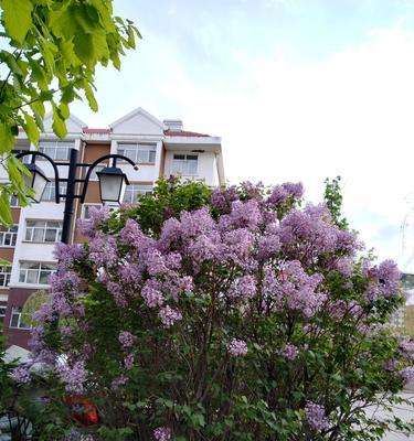 五瓣丁香花的文化含义（探究五瓣丁香花的象征意义）