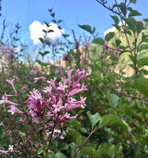 五瓣丁香花的文化含义（探究五瓣丁香花的象征意义）