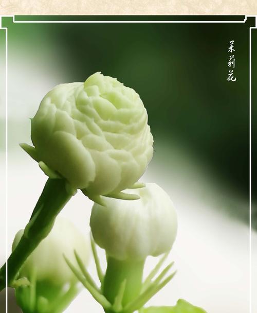 送茉莉花的文化意义（探寻花语之美，表达思念与祝福）