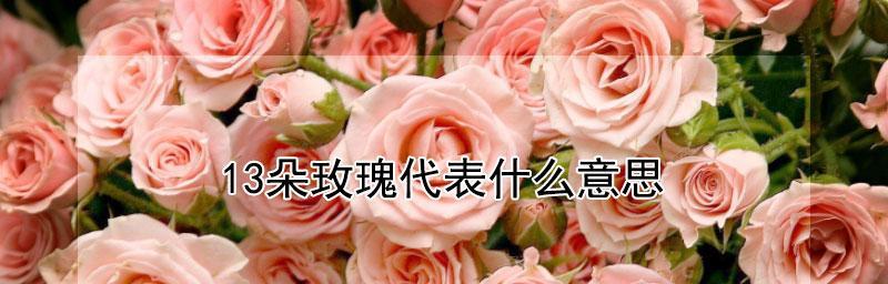 13朵玫瑰花的意义（深入解析13朵玫瑰花所代表的意思）