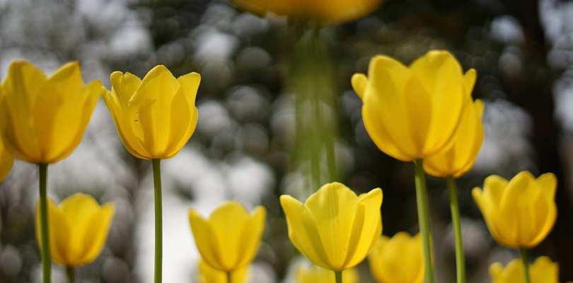 郁金香花语与寓意（探究郁金香各色花卉所代表的情感）