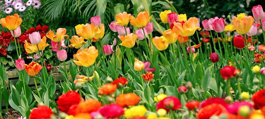 郁金香花语与寓意（探究郁金香各色花卉所代表的情感）