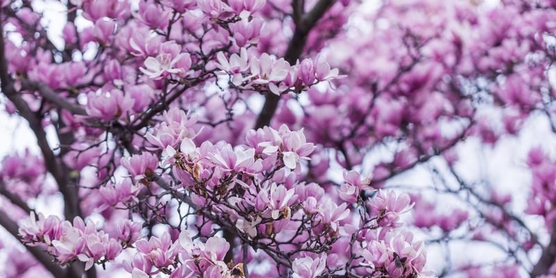 玉兰花的花语与寓意（探究玉兰花的文化内涵）