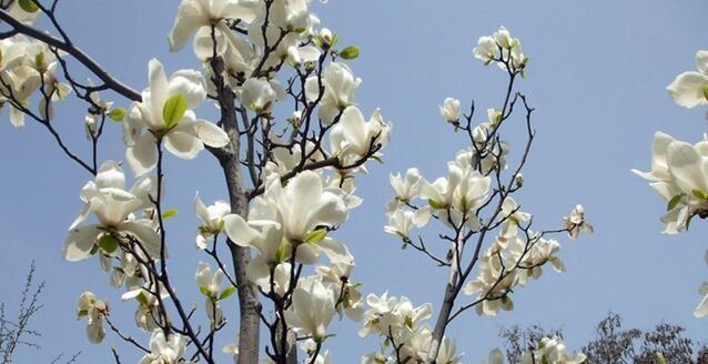 玉兰花的花语与寓意（探究玉兰花的文化内涵）