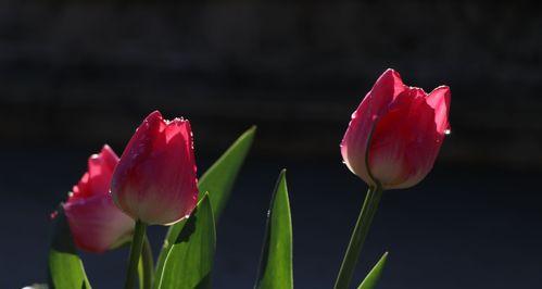 郁金花花语解读（探究郁金花的花语，了解其象征意义）