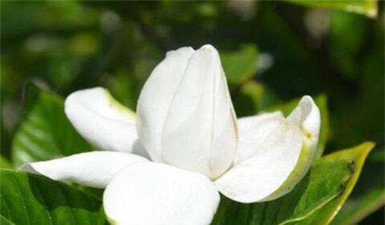 浪漫与神秘的栀子花——栀子花的花语、寓意与象征（探究栀子花的深层含义，了解它所传达的意义）