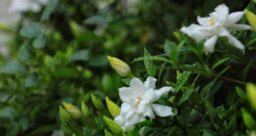 浪漫与神秘的栀子花——栀子花的花语、寓意与象征（探究栀子花的深层含义，了解它所传达的意义）