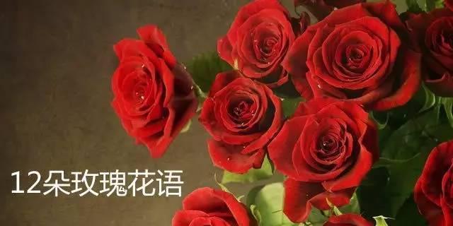 玫瑰花的花语与寓意（探究玫瑰在不同文化和场合中的象征意义）