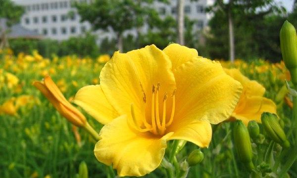 金娃娃萱草花语（探寻花卉的美丽与情感）