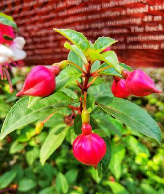 倒挂金钟的花语——美丽、神秘的植物世界（生命力强大的倒挂金钟，是怎样诉说着它的故事？）