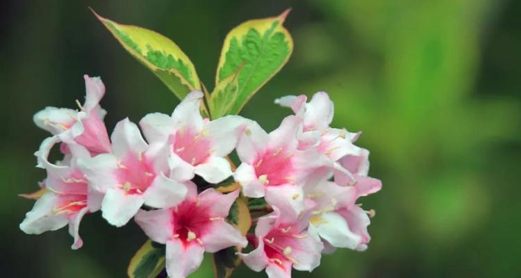 锦带花花语解析（探究锦带花的神秘之语，揭开花语的含义）