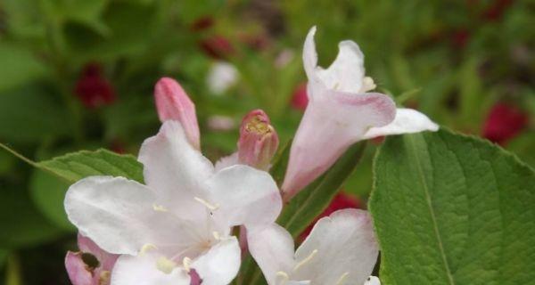 锦带花花语解析（探究锦带花的神秘之语，揭开花语的含义）