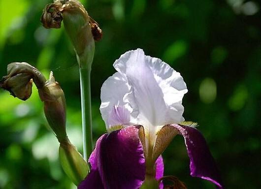 菖蒲，远古的神圣花（探寻菖蒲花背后的传说和寓意）