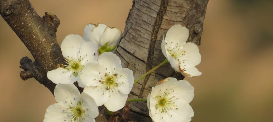 梨花的花语与象征意义（馨香芬芳，祈愿安宁）